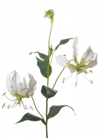 Lelie Gloriosa, wit groen 81cm (nog 18 stuks)